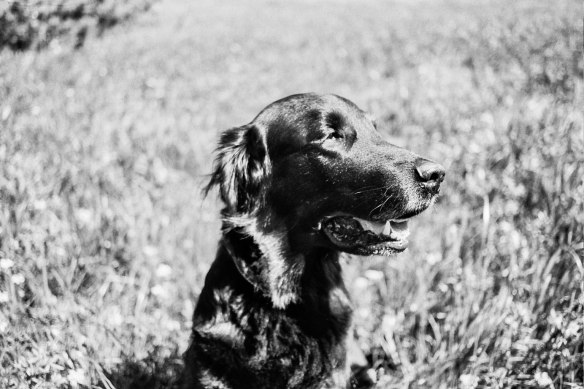 Autosave-File vom d-lab2/3 der AgfaPhoto GmbH