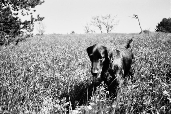 Autosave-File vom d-lab2/3 der AgfaPhoto GmbH