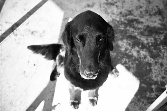 Autosave-File vom d-lab2/3 der AgfaPhoto GmbH