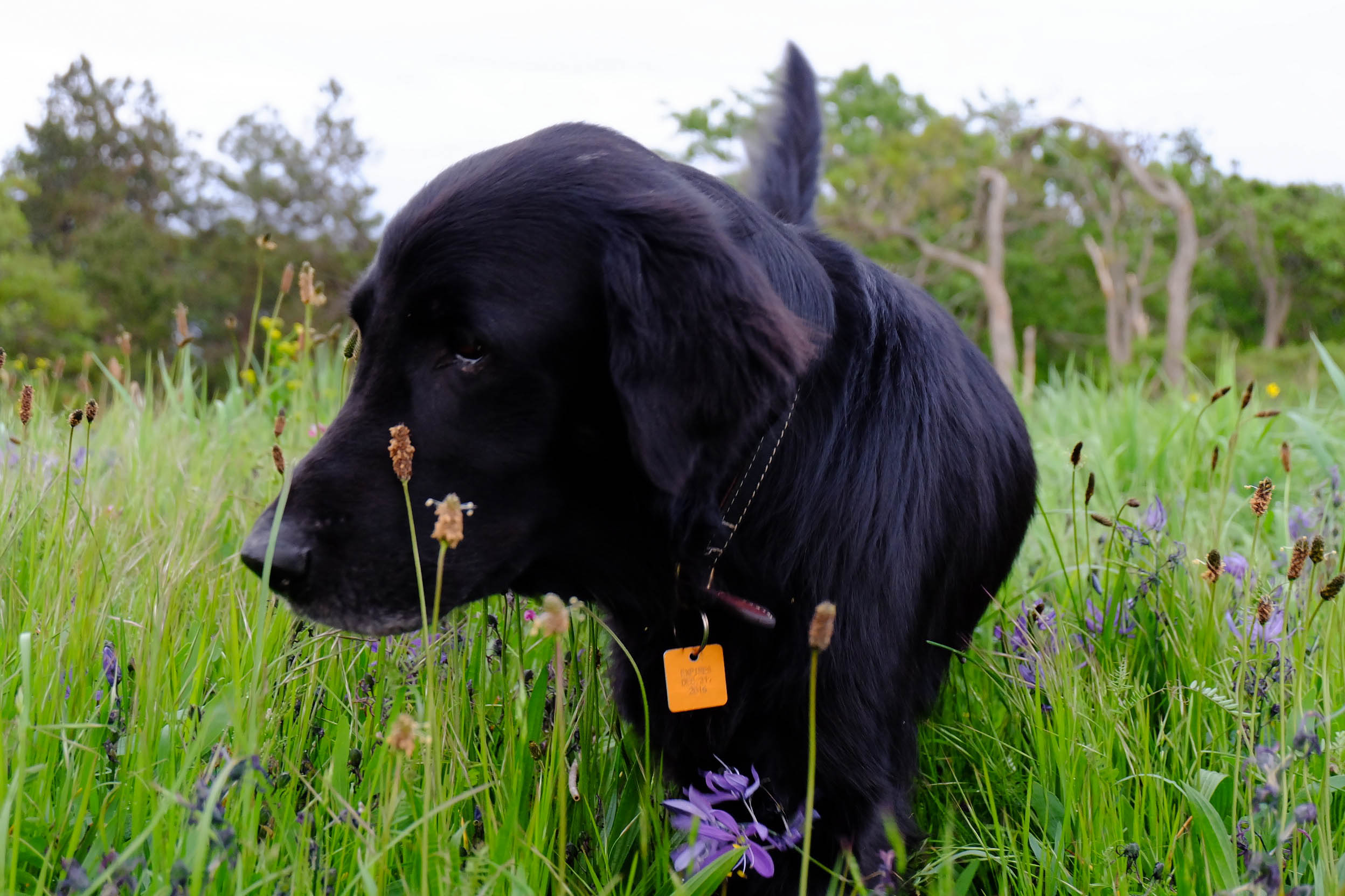 forestsunsetstreet-1