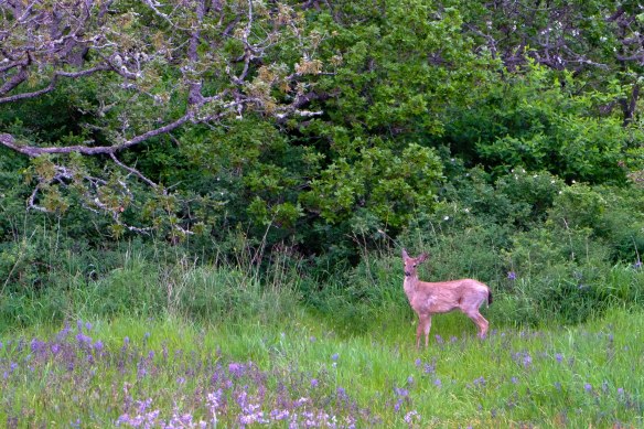 forestsunsetstreet-2