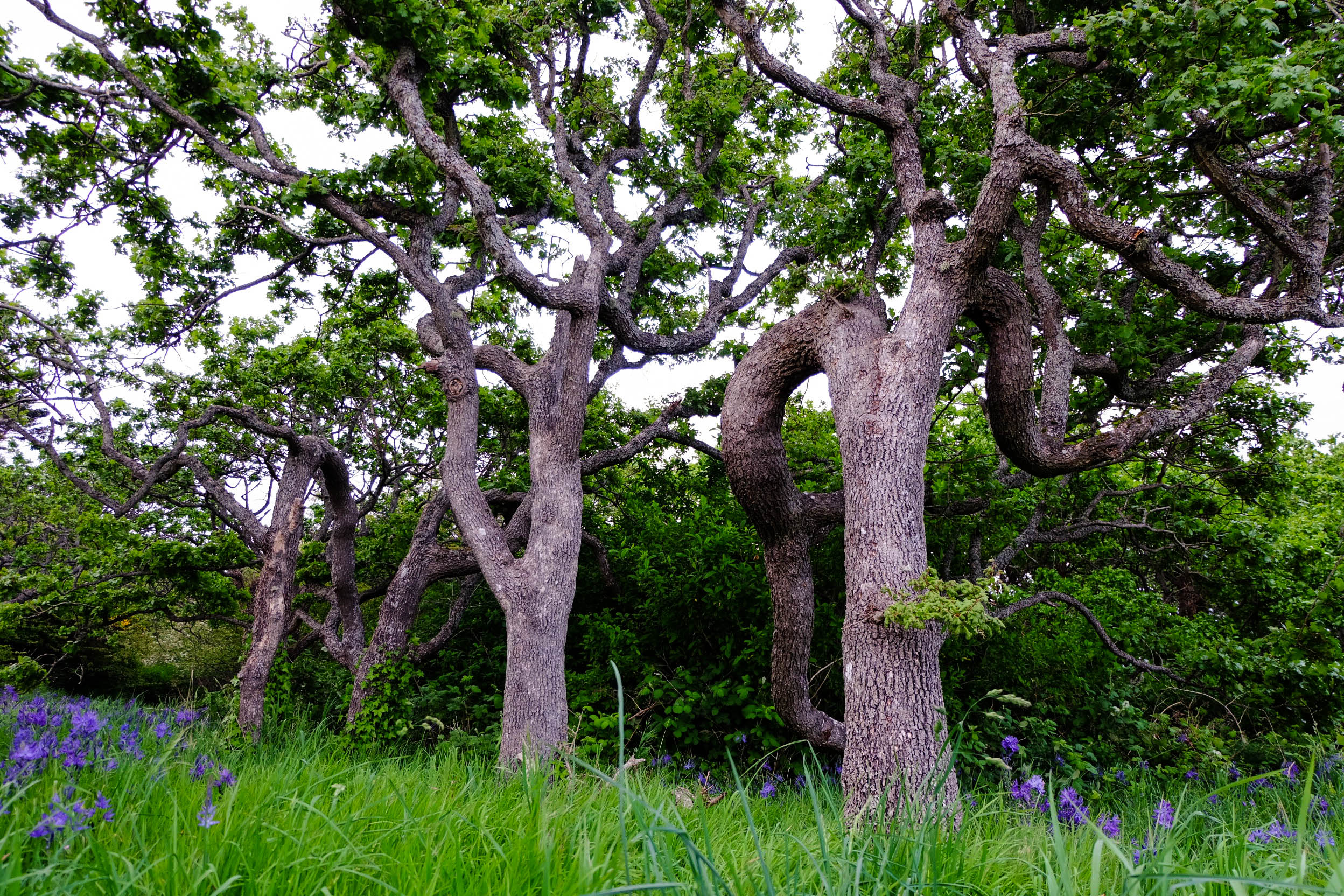 forestsunsetstreet-3