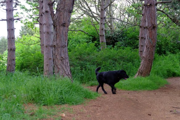 forestsunsetstreet-4