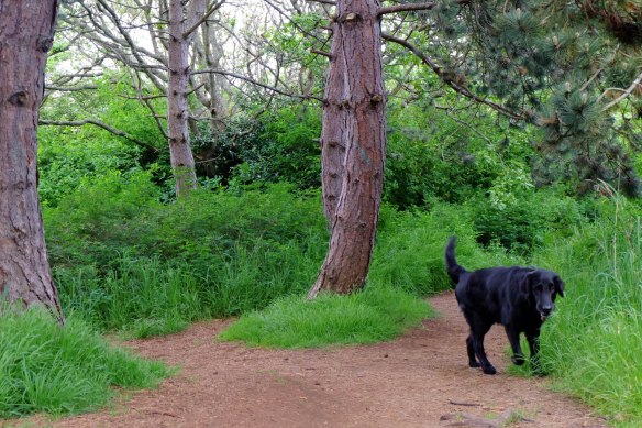 forestsunsetstreet-5