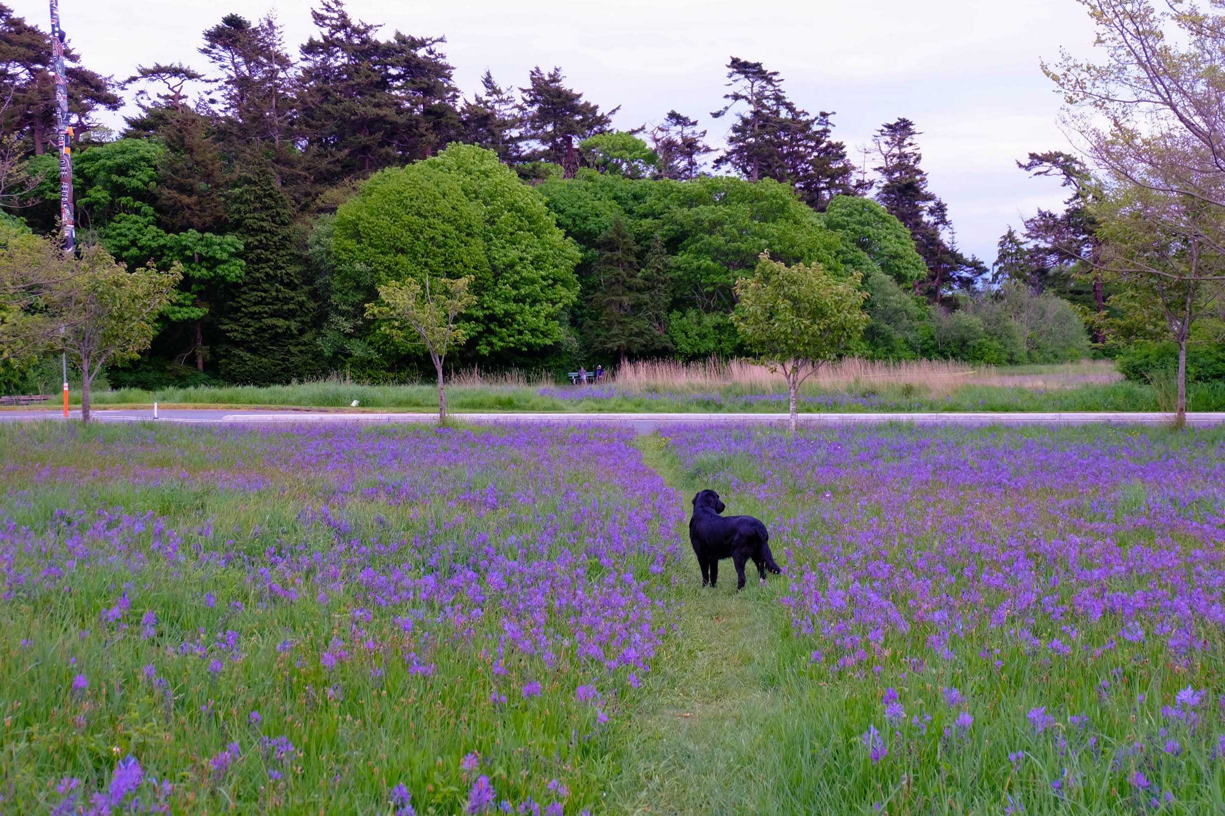 forestsunsetstreet-6